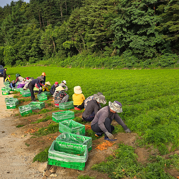 [당근최고] 앙증 스낵 당근 500g ~ 3kg 사이즈 혼합