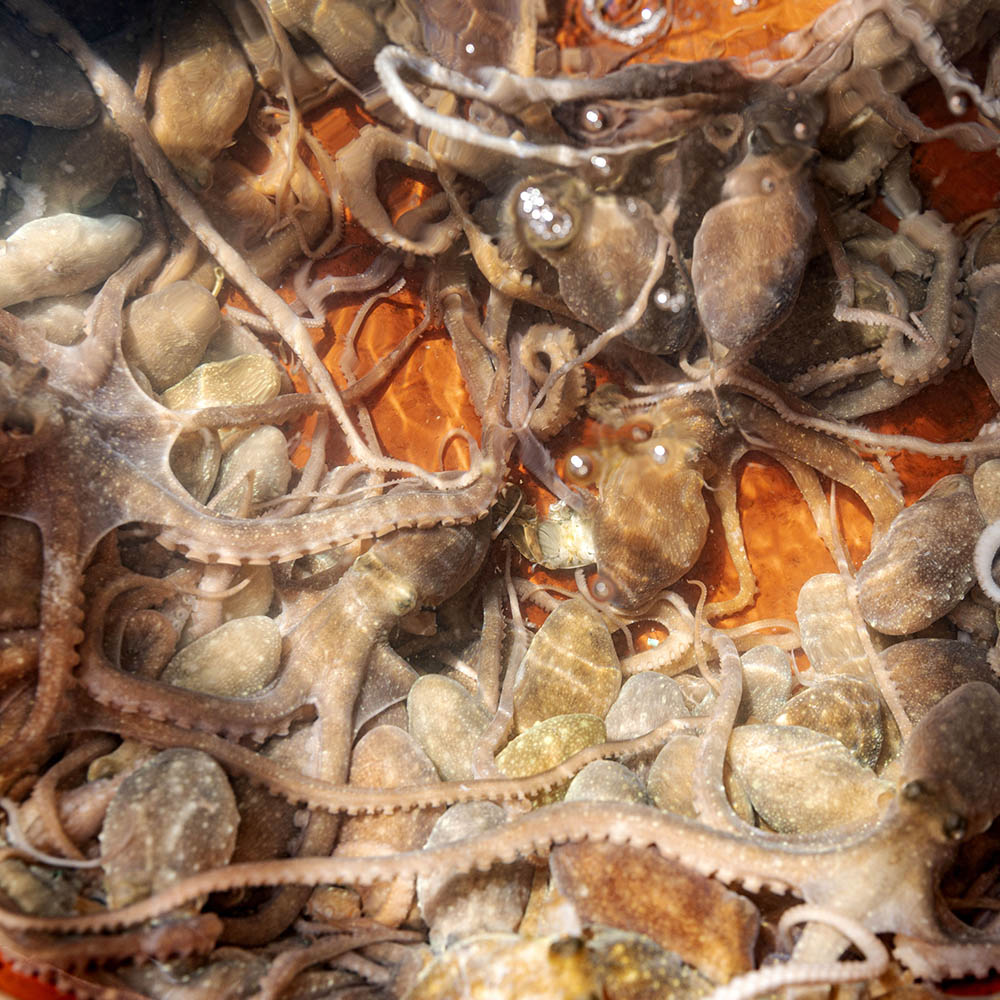 볶음 탕용 급냉 활 낙지 6미 900g 내외