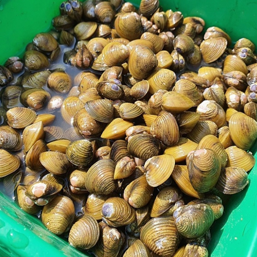 국내산 섬진강 재첩국 1팩당 500g 1-5팩