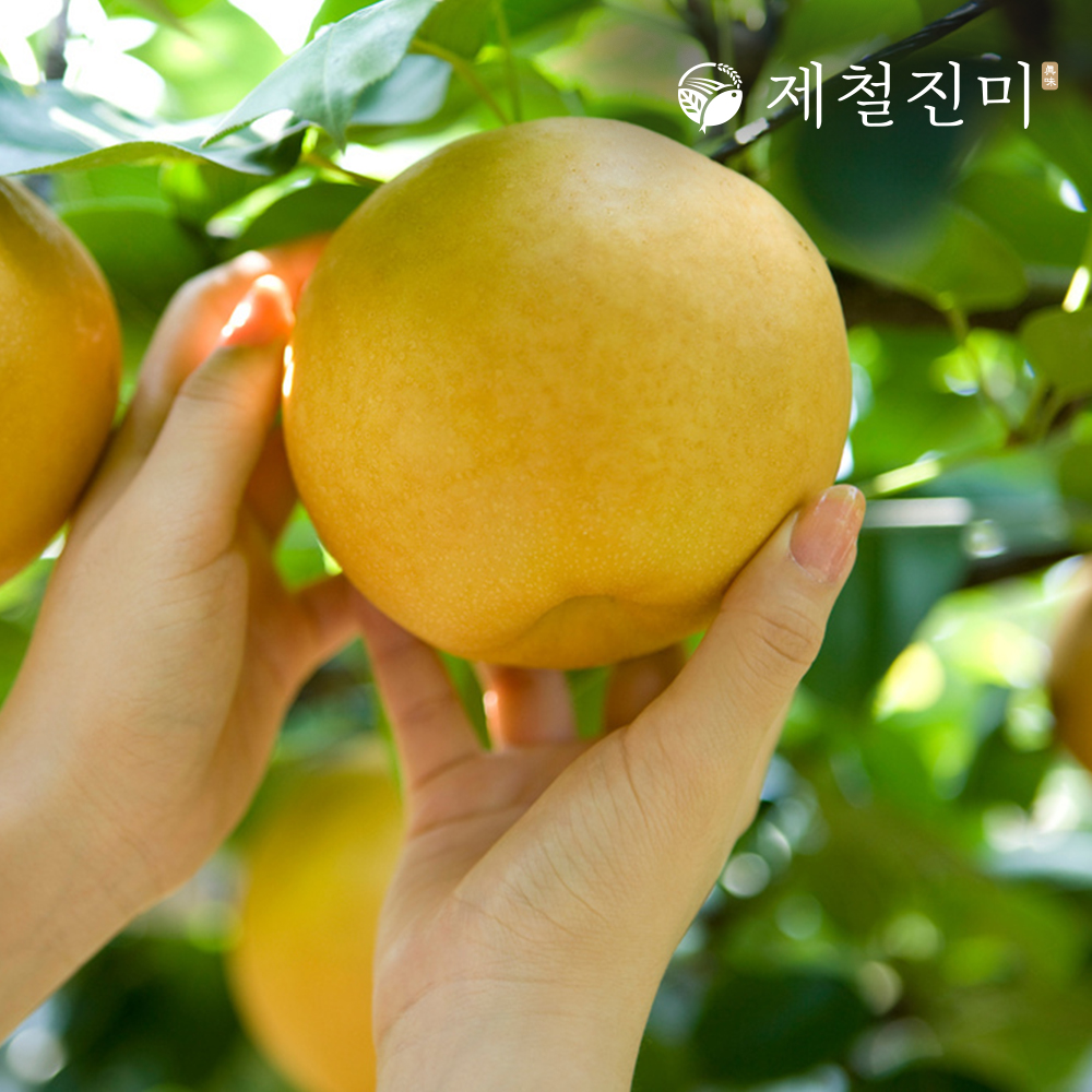 제철진미 나주배 프리미엄 봉황배 선물세트 2호 7.5kg (11-13과)