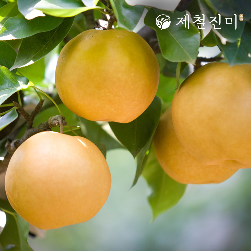 제철진미 나주배 프리미엄 봉황배 선물세트 1호 7.5kg (7-10과)