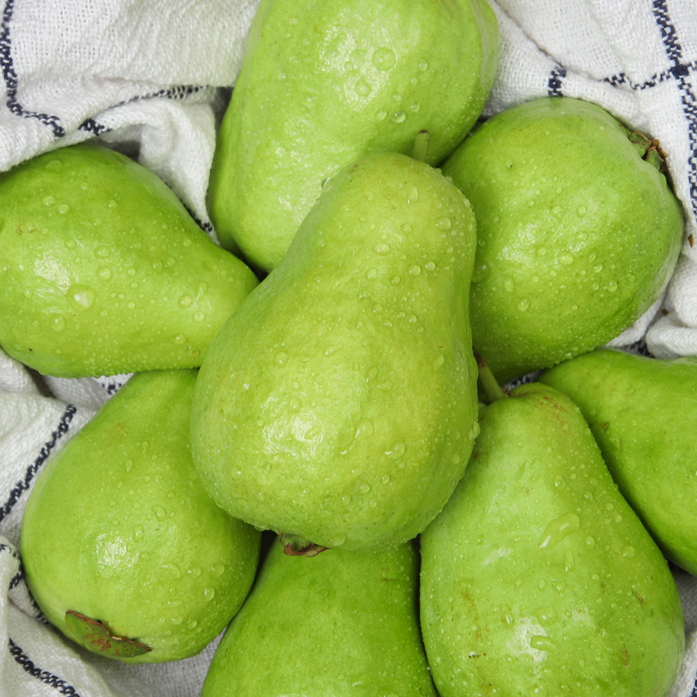 구아바 생과 500g 1kg