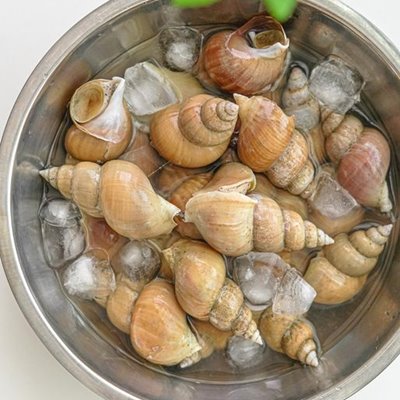 [당일조업] 포항 자연산 활 백고동 1kg