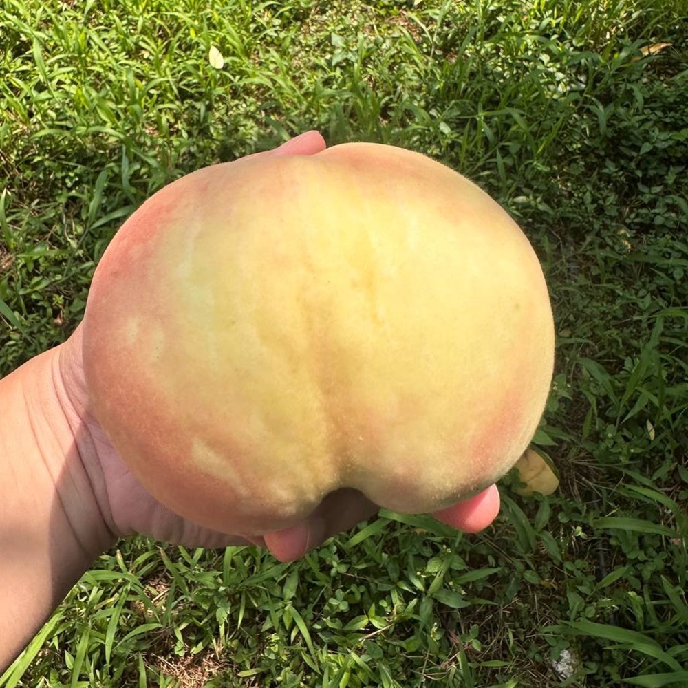 경북 청도 딱딱이 백도 복숭아 4kg