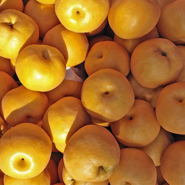 [햇배최고] 가정용 원황 배 달콤한 배  3kg 5kg