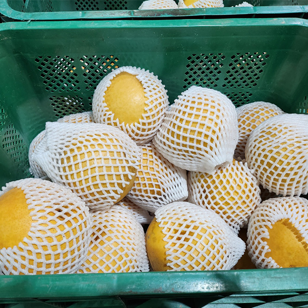 [햇배최고] 가정용 원황 배 달콤한 배  3kg 5kg