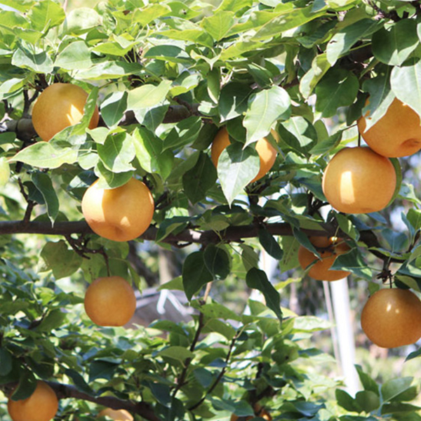 [햇배최고] 가정용 원황 배 달콤한 배  3kg 5kg