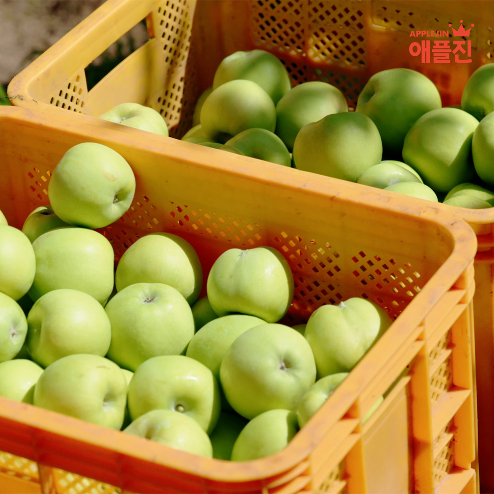 애플진 경북직송 아오리·썸머킹 껍질째먹는 세척사과 2kg (10~14과)