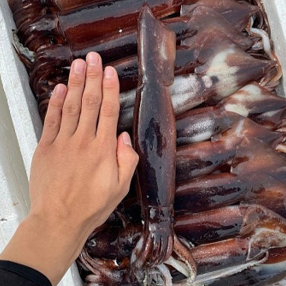 초콜릿색 쫄깃하고 탱글탱글한 생물 초코오징어 1kg 2-4미
