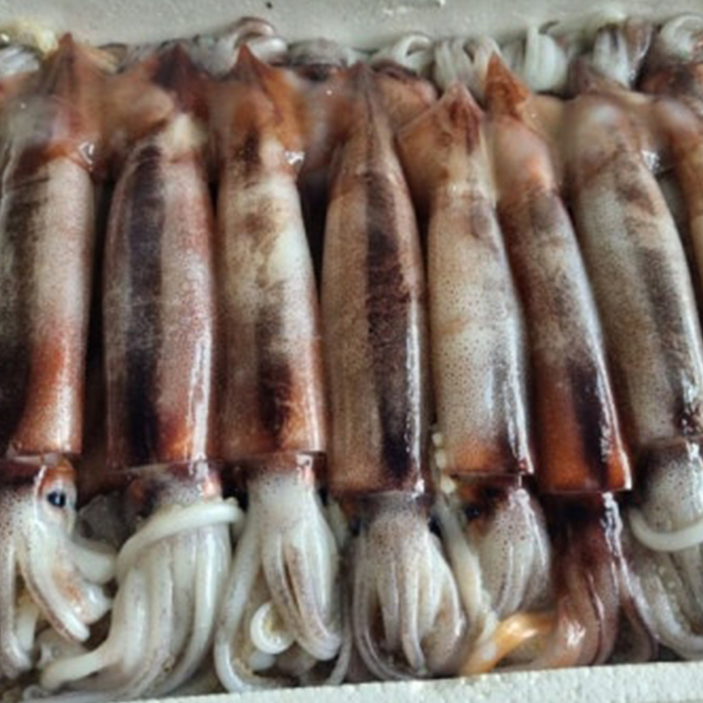 초콜릿색 쫄깃하고 탱글탱글한 생물 초코오징어 1kg 2-4미