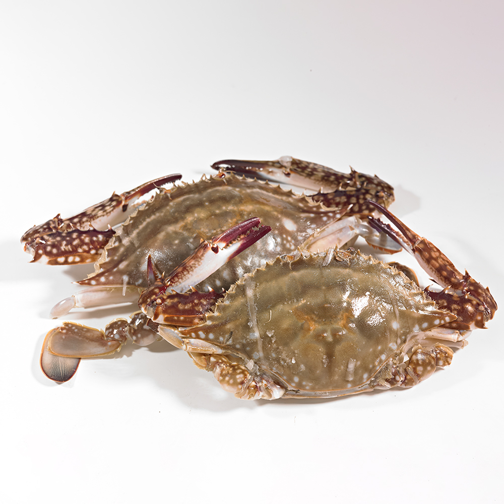 싱싱한 서해안 제철 활 숫꽃게 1kg (3-5미) / 산지직송 자연산