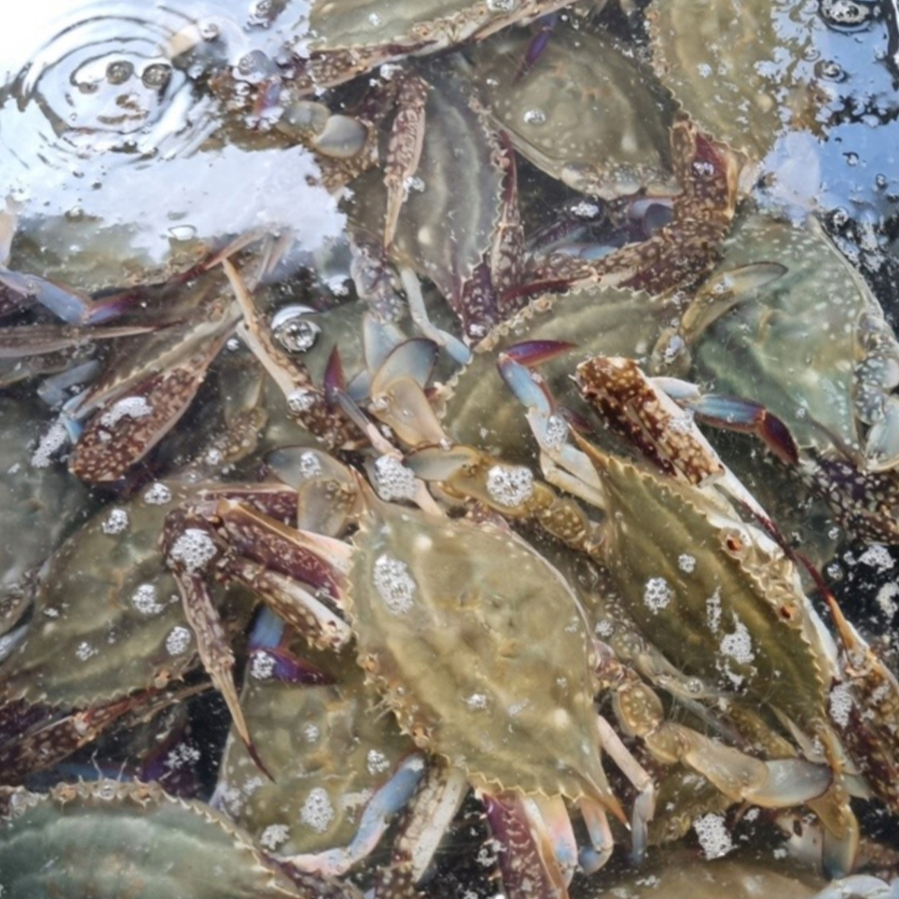 싱싱한 서해안 제철 활 숫꽃게 1kg (3-5미) / 산지직송 자연산