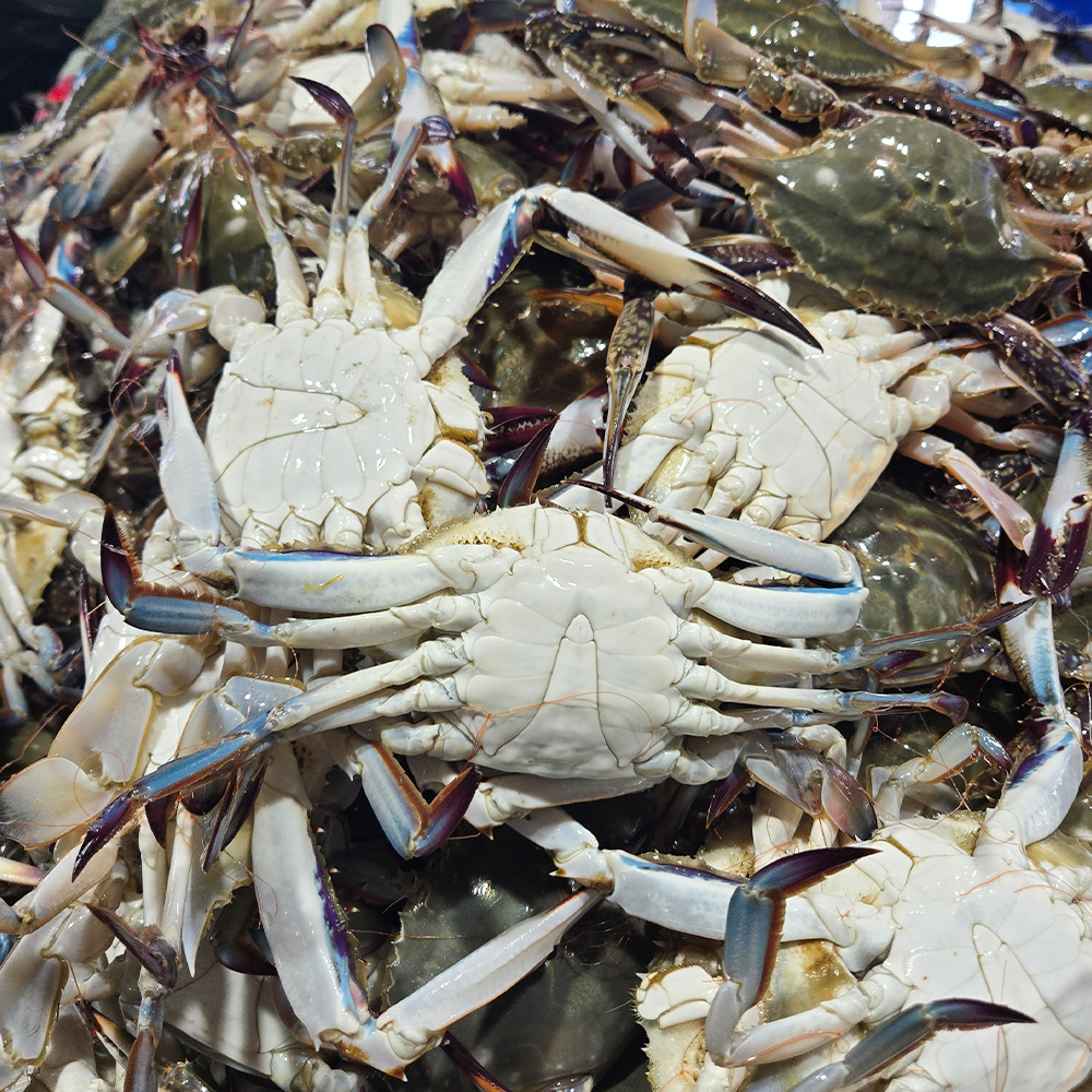 싱싱한 서해안 제철 활 숫꽃게 1kg (3-5미) / 산지직송 자연산