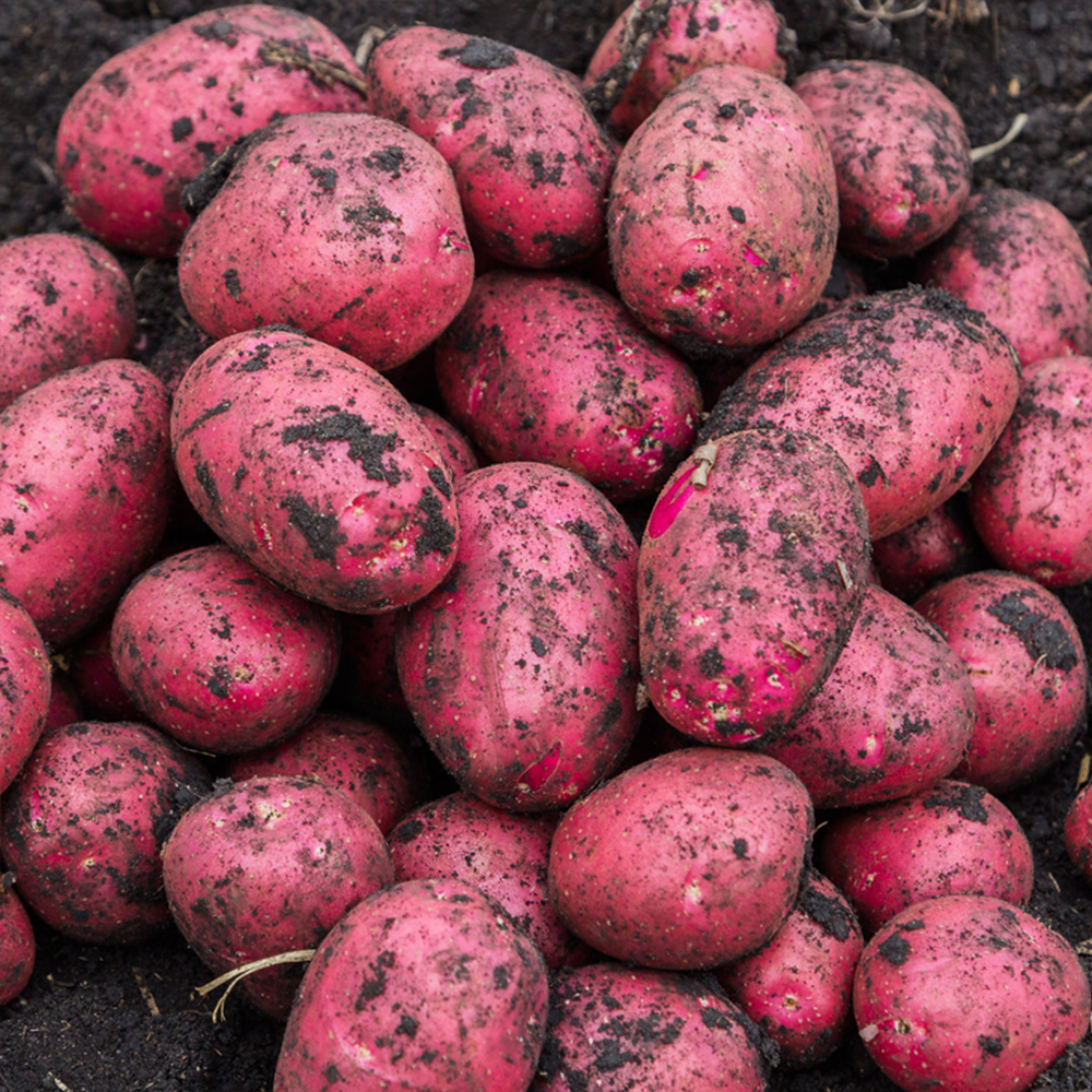 루비처럼 빛나는 촉촉한 홍감자