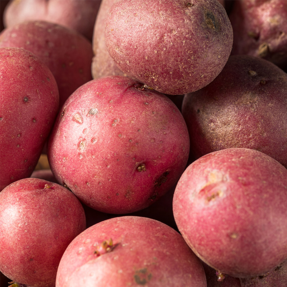 루비처럼 빛나는 촉촉한 홍감자 대표이미지 섬네일