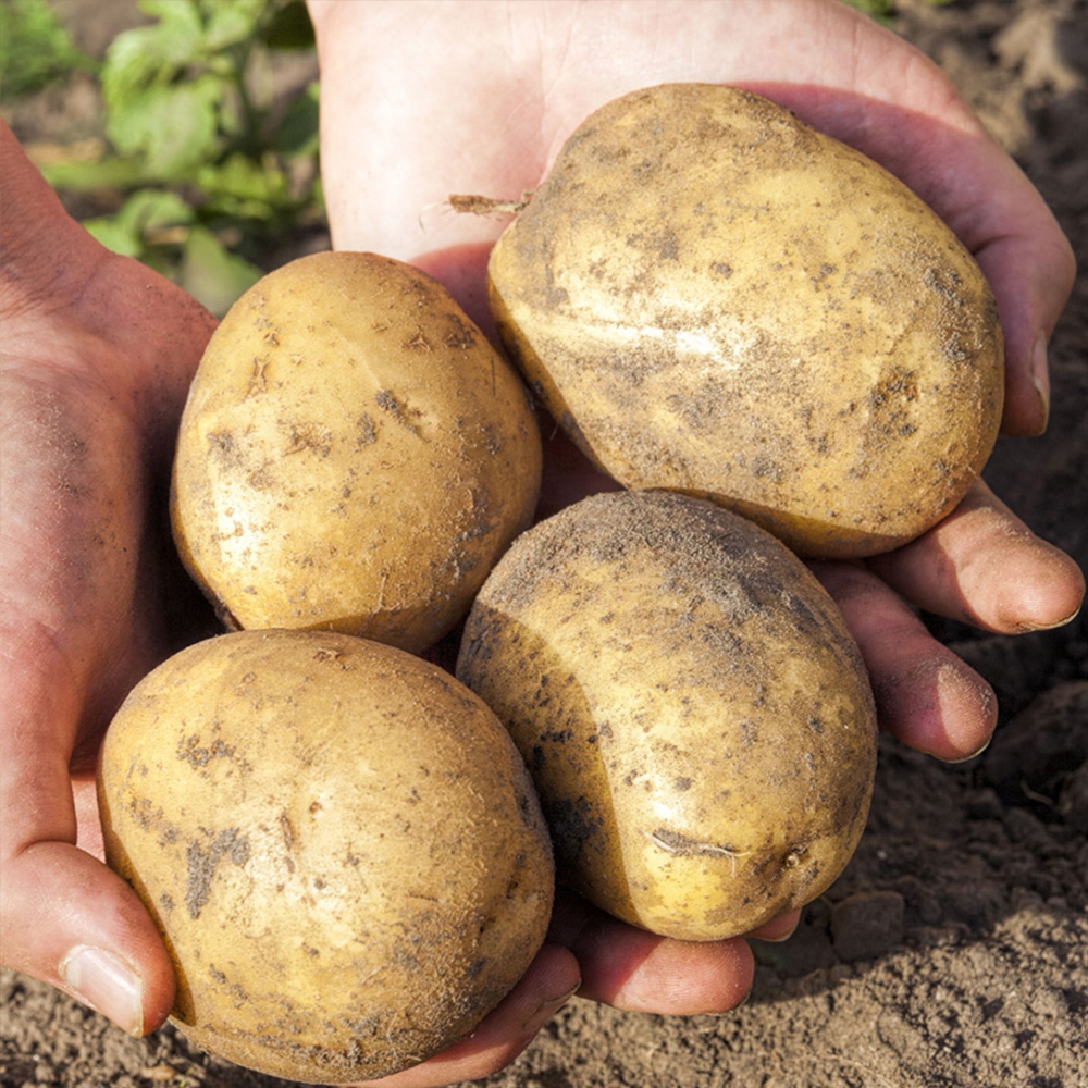 포슬포슬 부드러운 설봉감자 대표이미지 섬네일