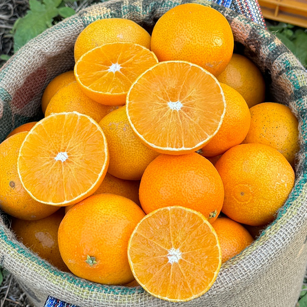 [제철과일] 새콤달콤 제주 가정용 황금향