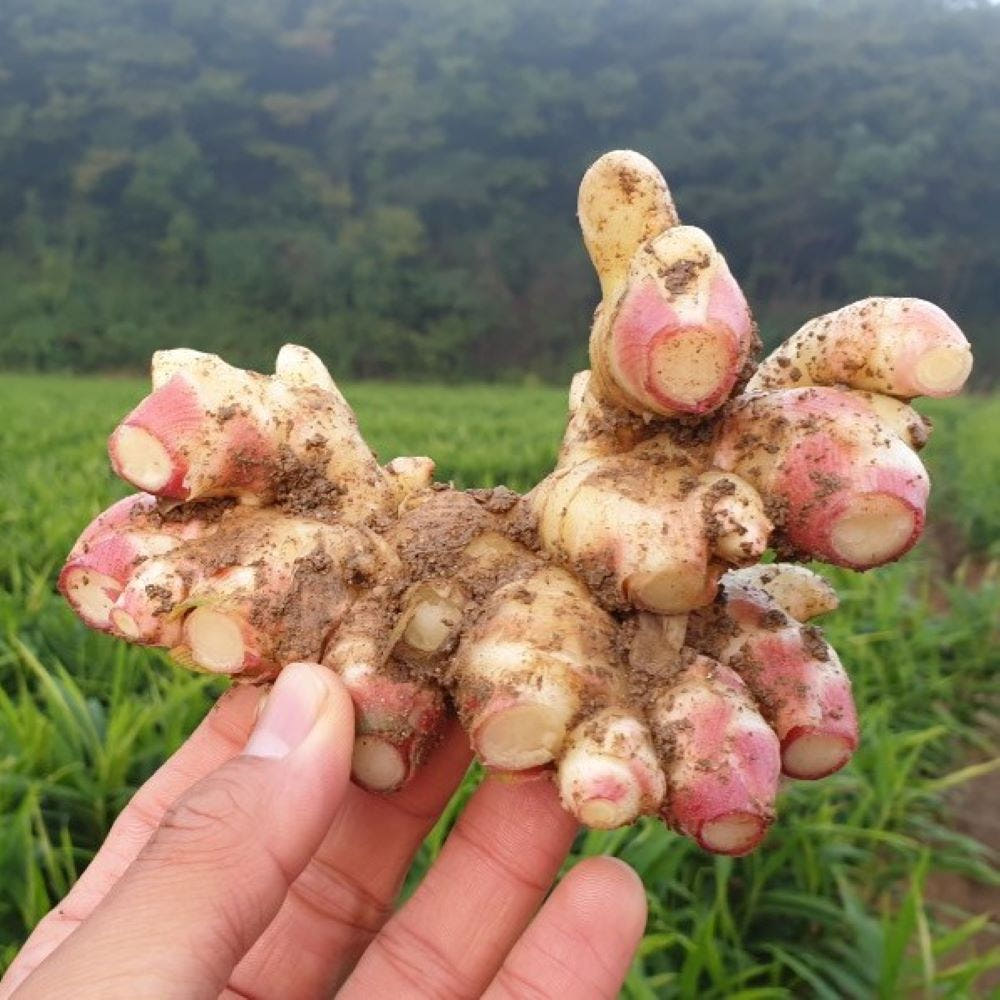 도라지미 생강청 수제 국산 생강 진액청 500g