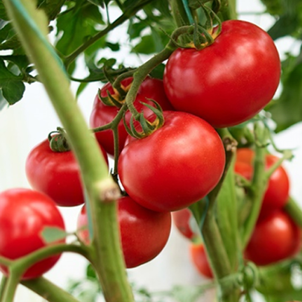 [산지직송] 단단하고 찰진 완숙 찰 토마토 2kg 5kg 로얄과