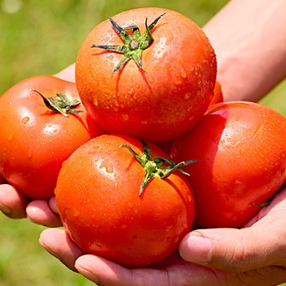 [산지직송] 단단하고 찰진 완숙 찰 토마토 2kg 5kg 로얄과