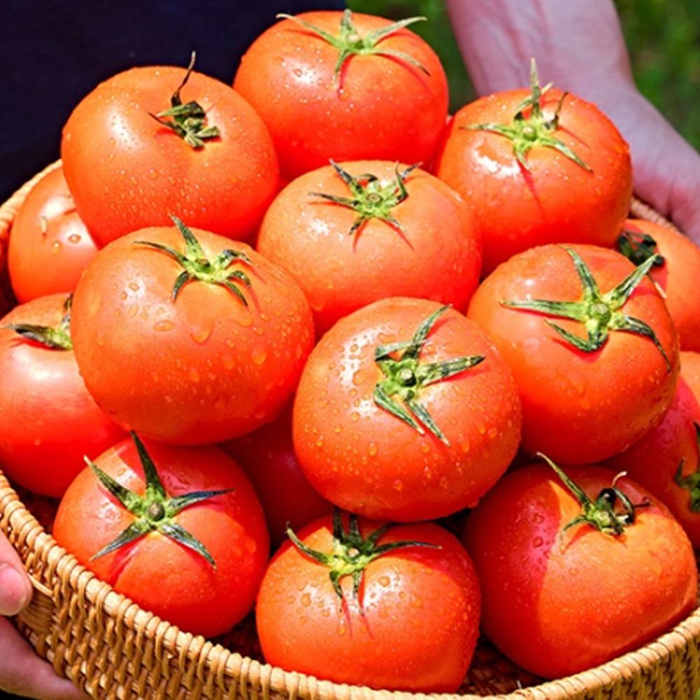 [산지직송] 단단하고 찰진 완숙 찰 토마토 2kg 5kg 로얄과