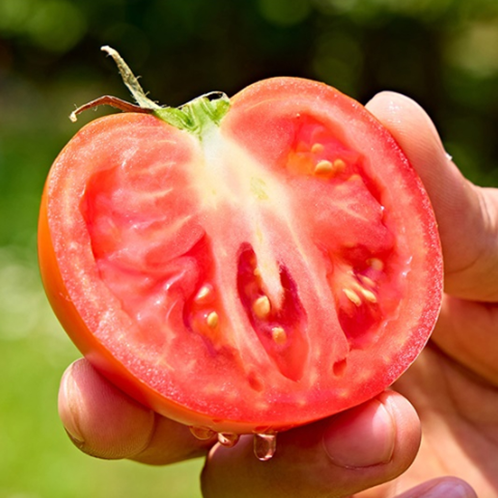 [산지직송] 단단하고 찰진 완숙 찰 토마토 2kg 5kg 로얄과