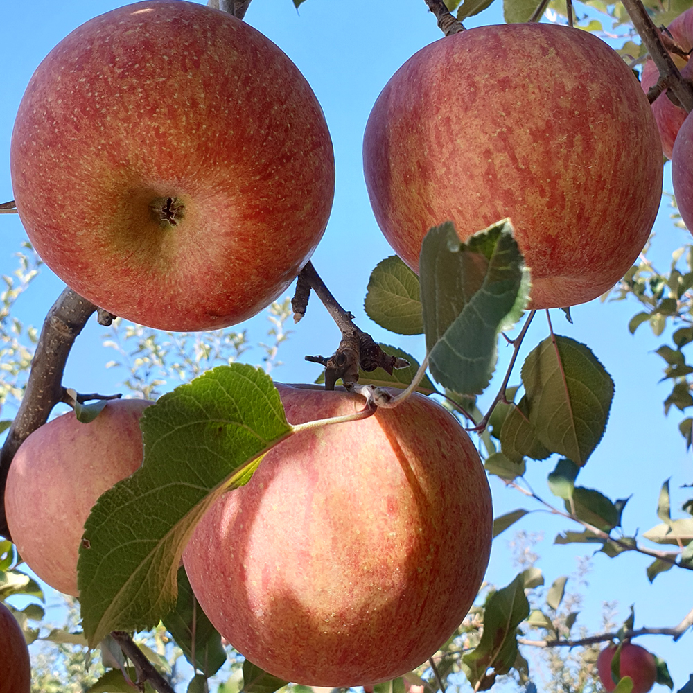 [제철과일] 경북 얼음골 사과