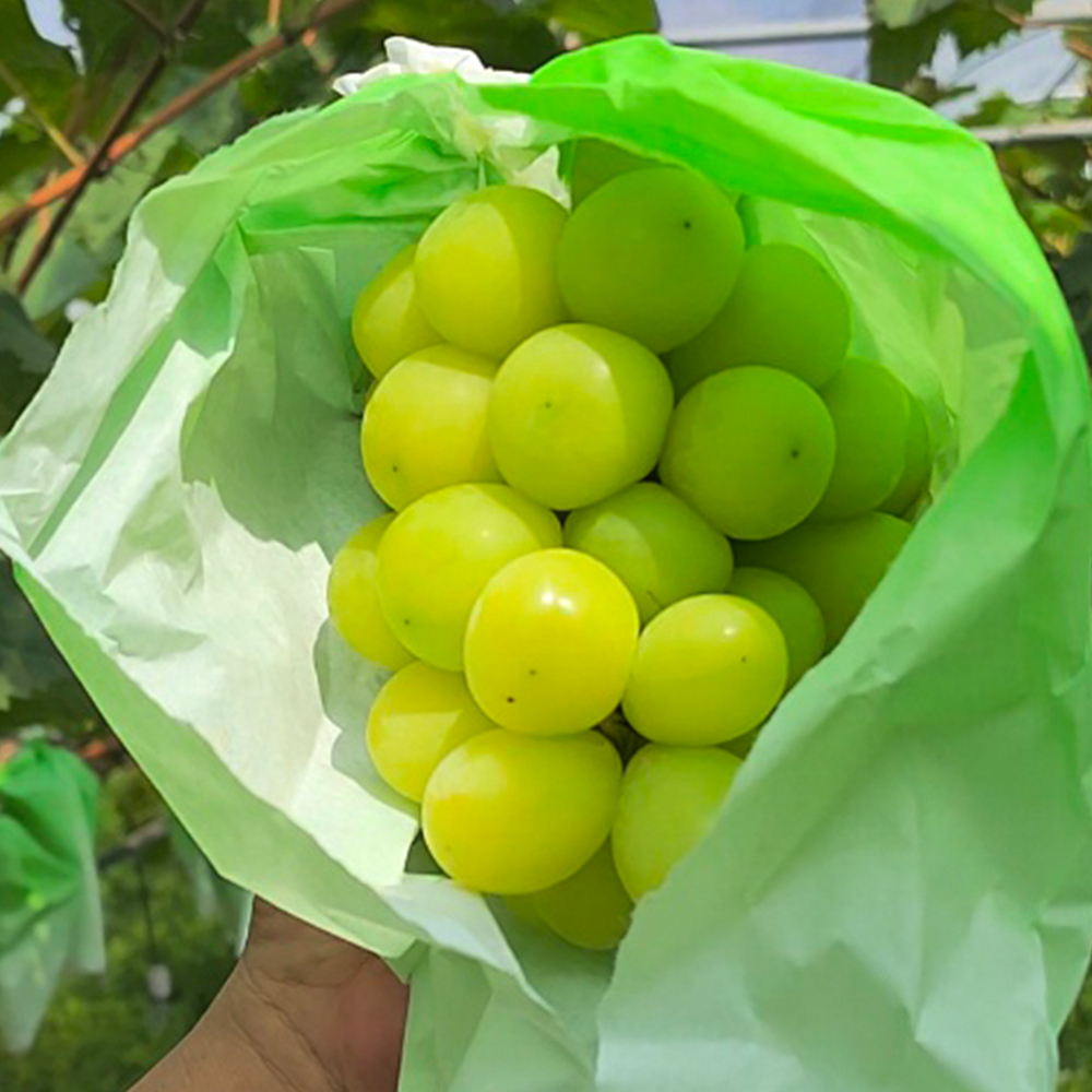 [건실농장] 국내산 실속형/특품 샤인머스켓 대표이미지 섬네일