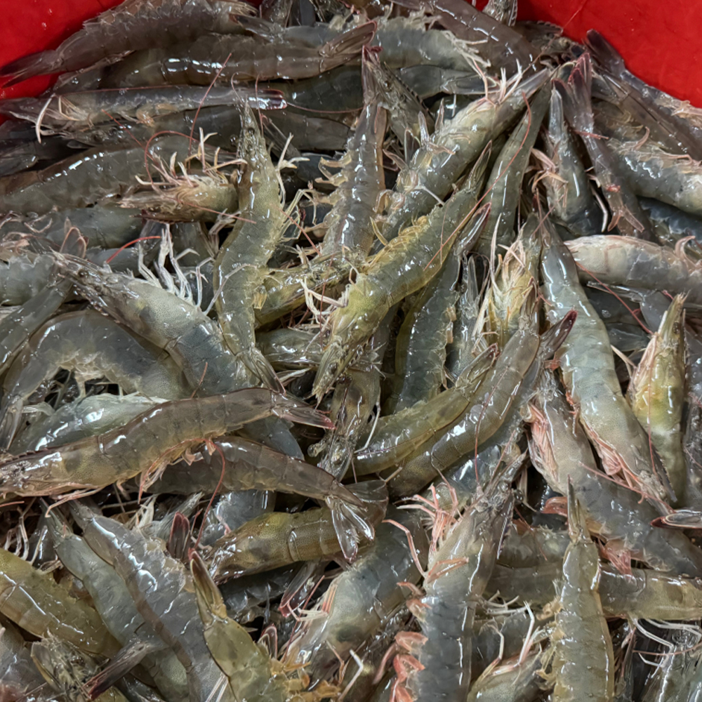 바로잡은 싱싱하고 힘 좋은 국내산 활새우 500g 1kg