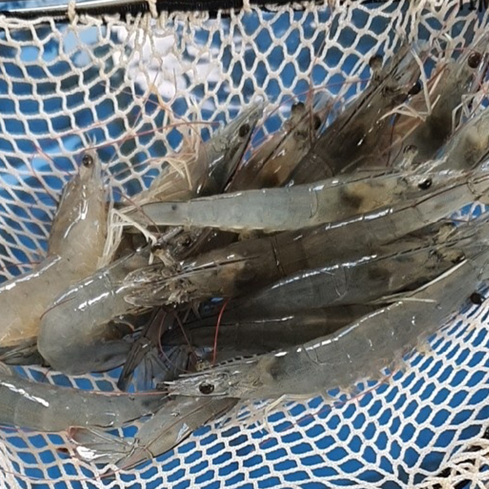 바로잡은 싱싱하고 힘 좋은 국내산 활새우 500g 1kg