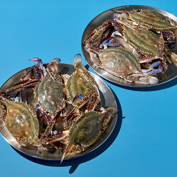 [9/11(목) 새벽도착] 신진도 가을 활꽃게 2kg (5-8미/톱밥포장)
