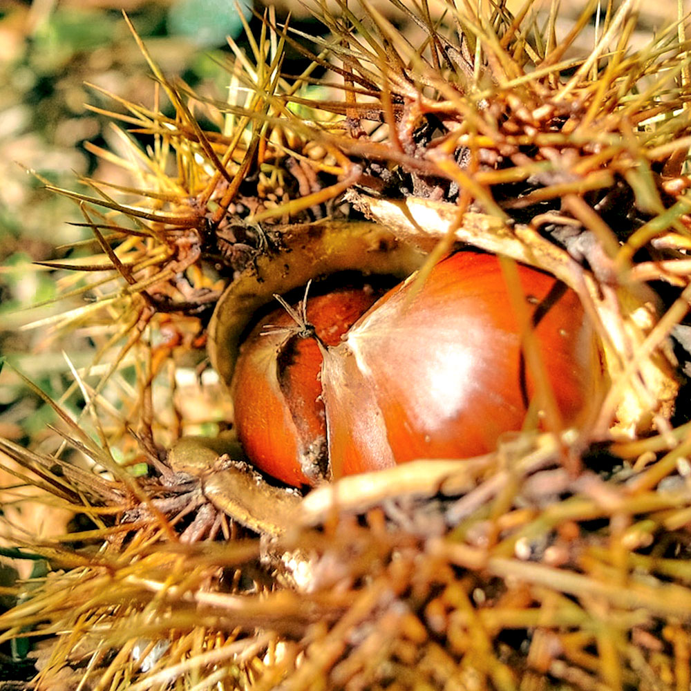 유기농 정안 피밤 (햇밤) 1~3kg