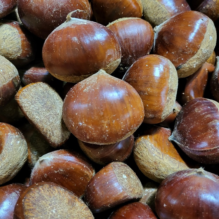 국내산 산지직송 공주 햇밤 알밤 1kg, 2kg, 3kg, 5kg