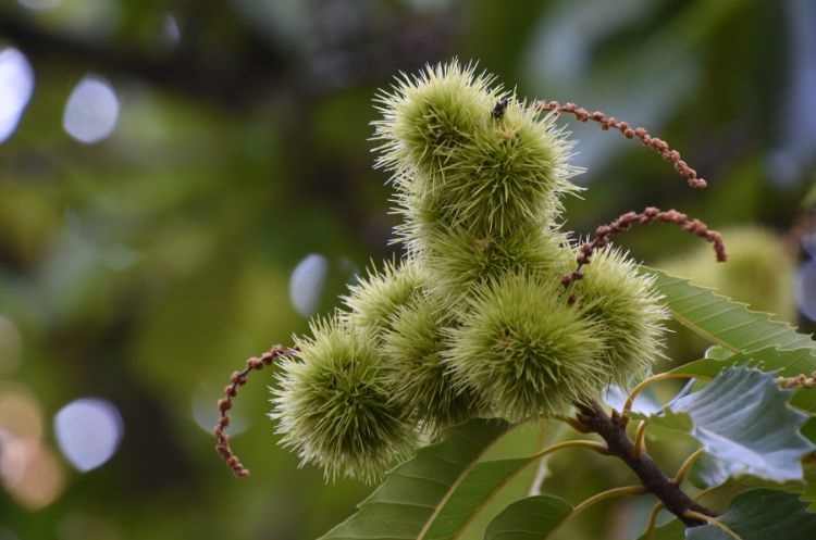 국내산 산지직송 공주 햇밤 알밤 1kg, 2kg, 3kg, 5kg