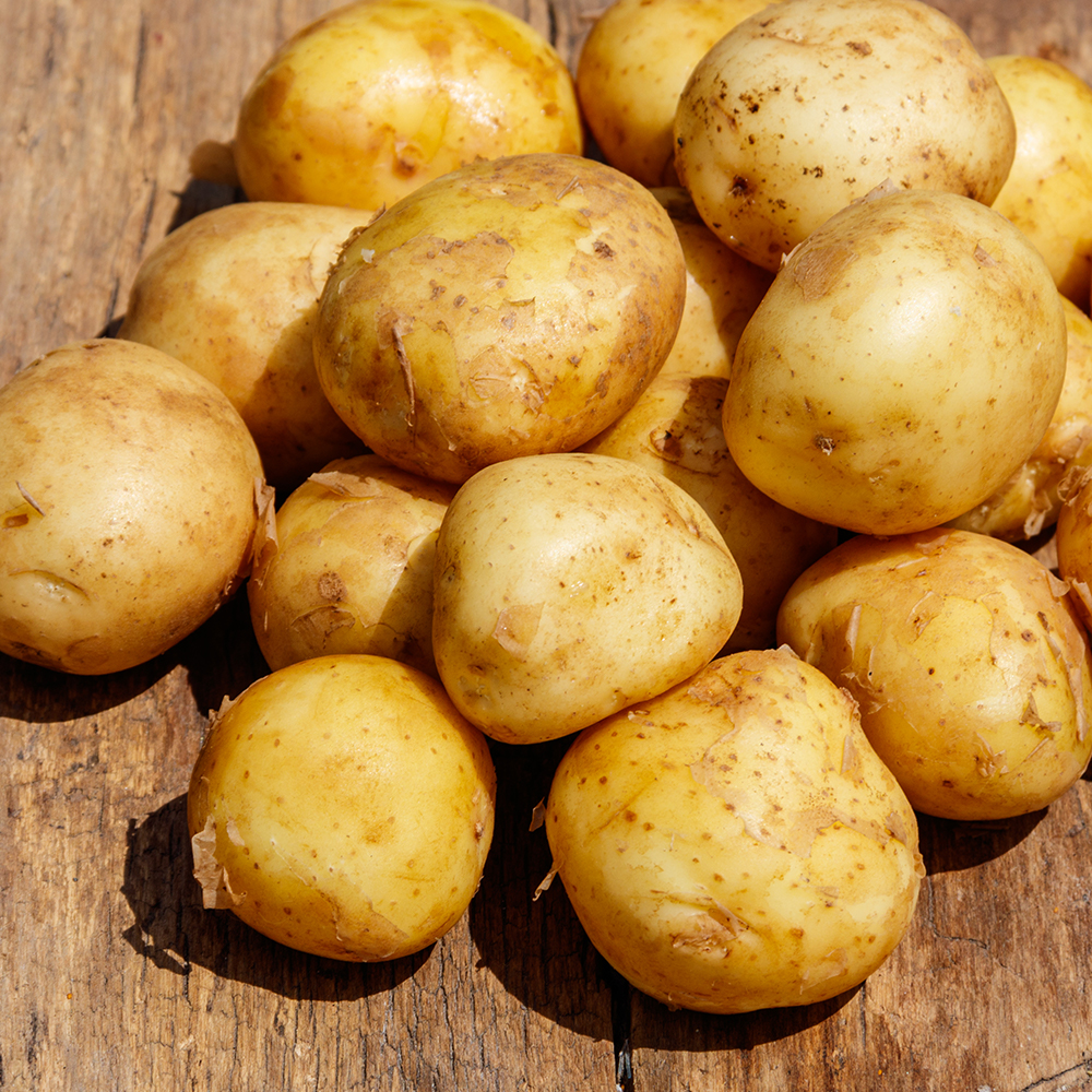 정직하게 키운 단단한 국산 햇감자 5kg 10kg