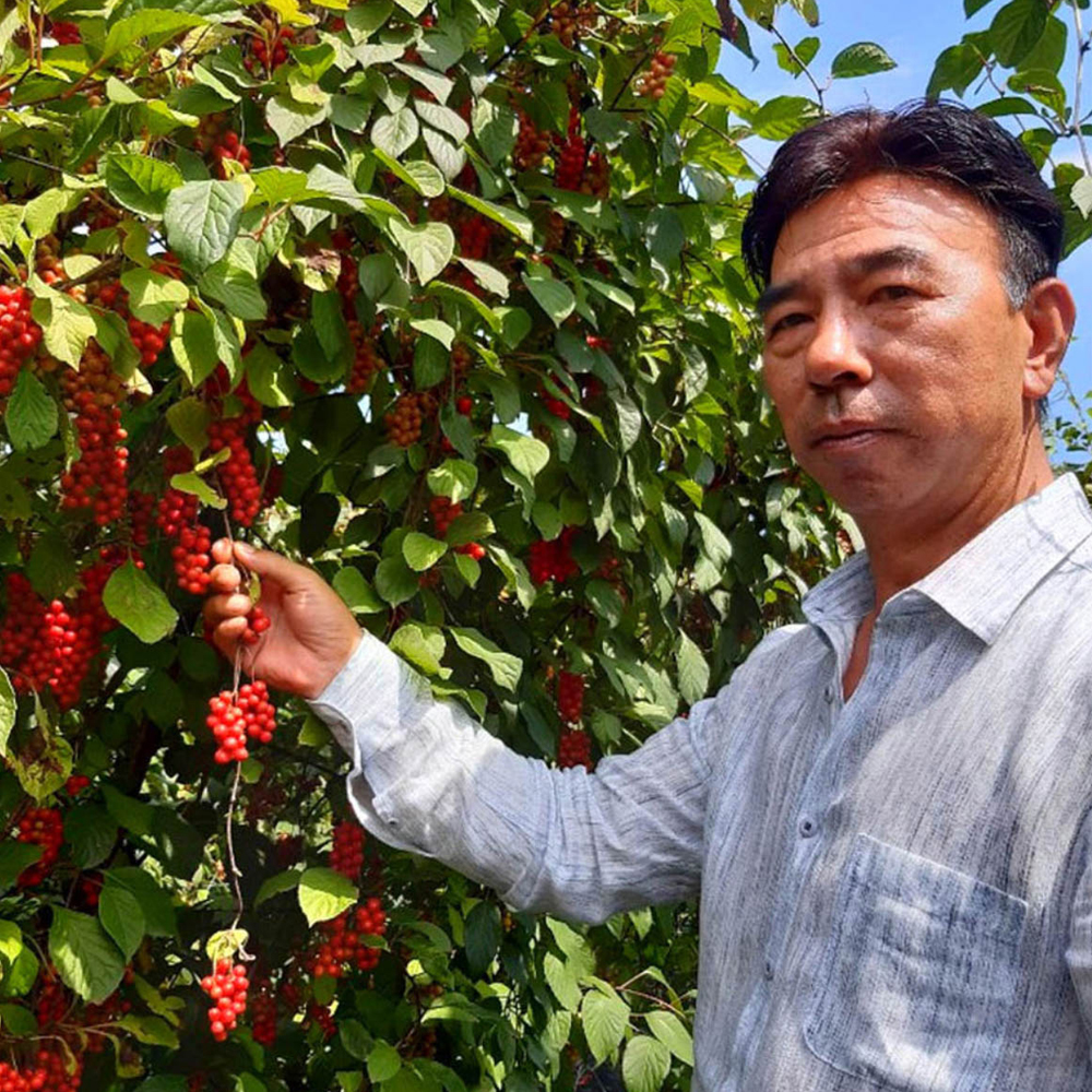 문경 오미자 생오미자 5kg 10kg