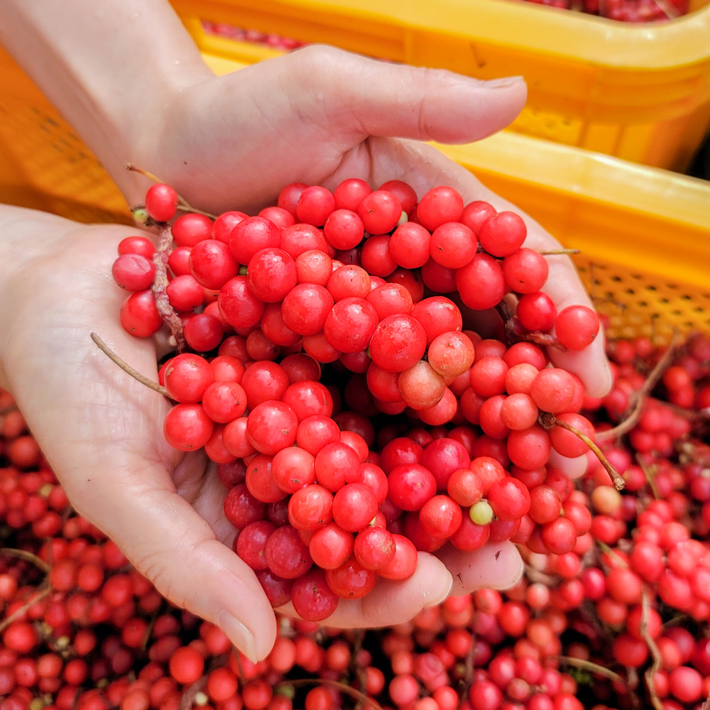 문경 오미자 생오미자 5kg 10kg