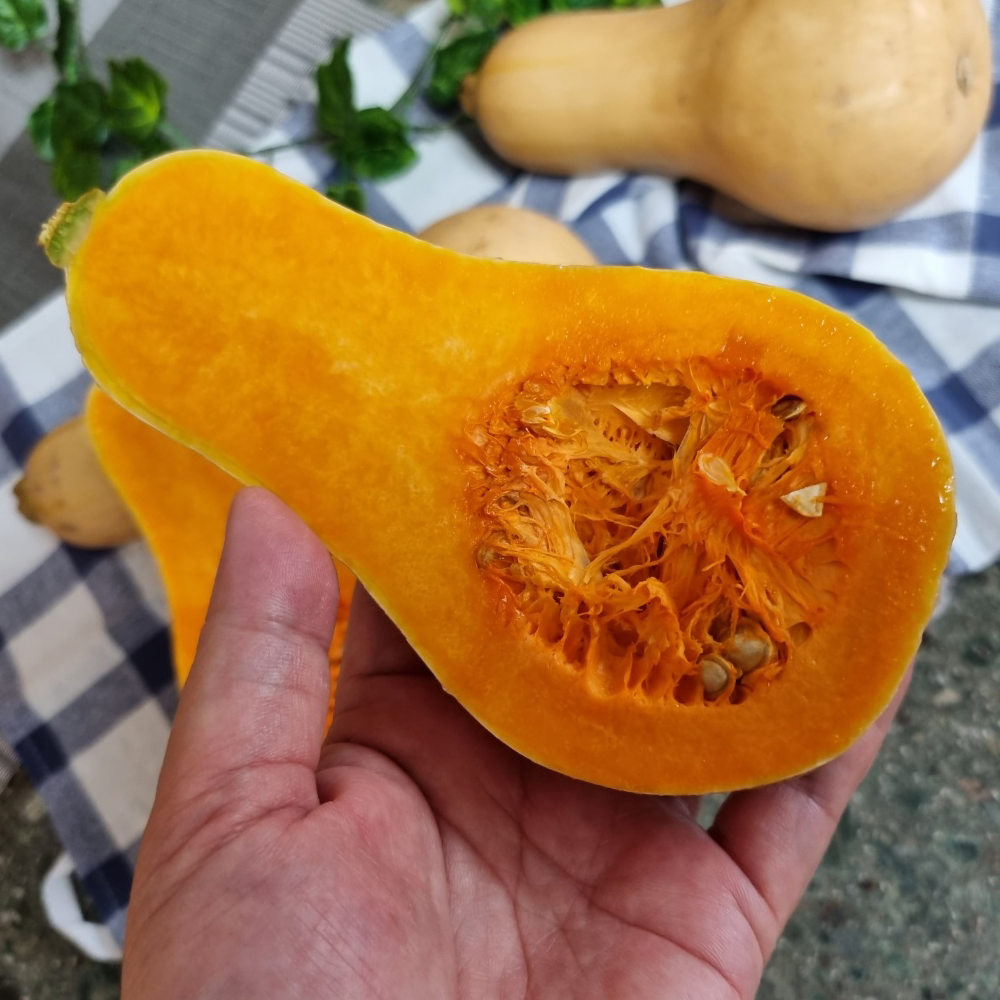 손질이 쉽고 달콤하고 고소한 제주 땅콩호박 1.5kg 3kg 5kg