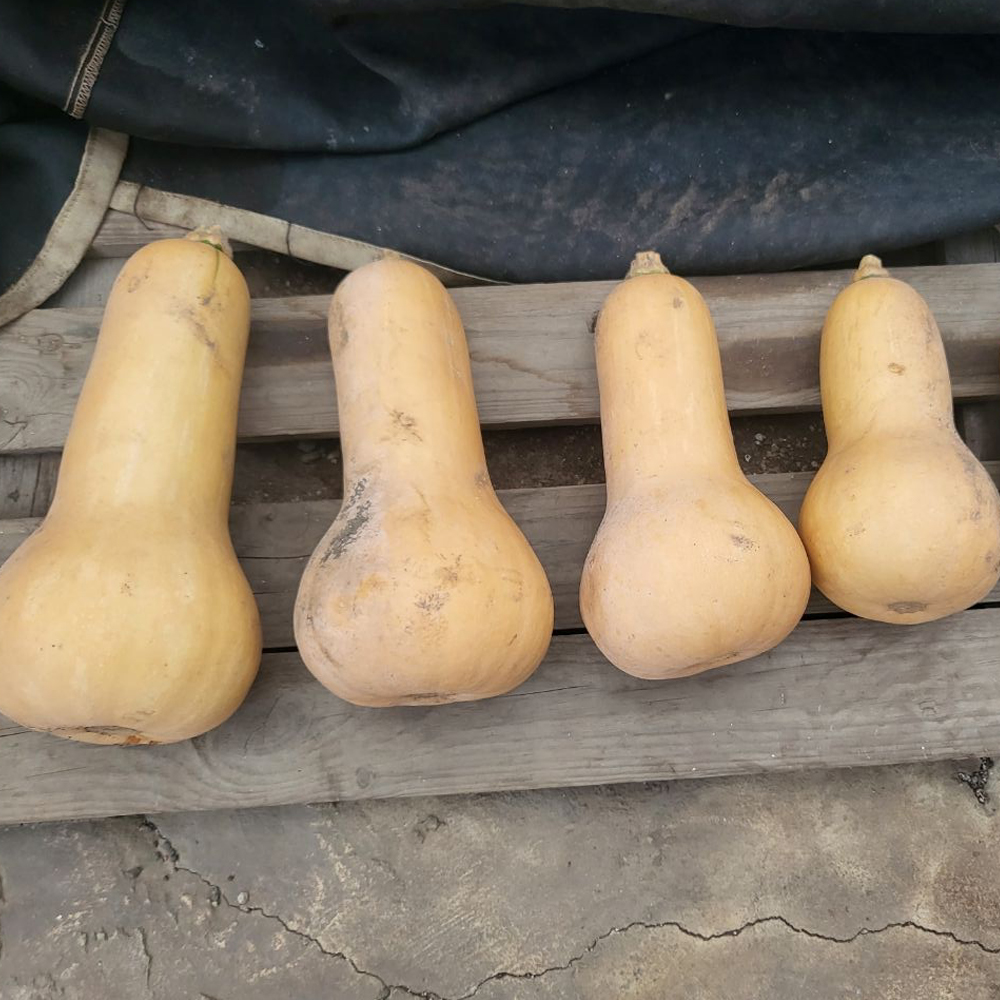 손질이 쉽고 달콤하고 고소한 제주 땅콩호박 1.5kg 3kg 5kg