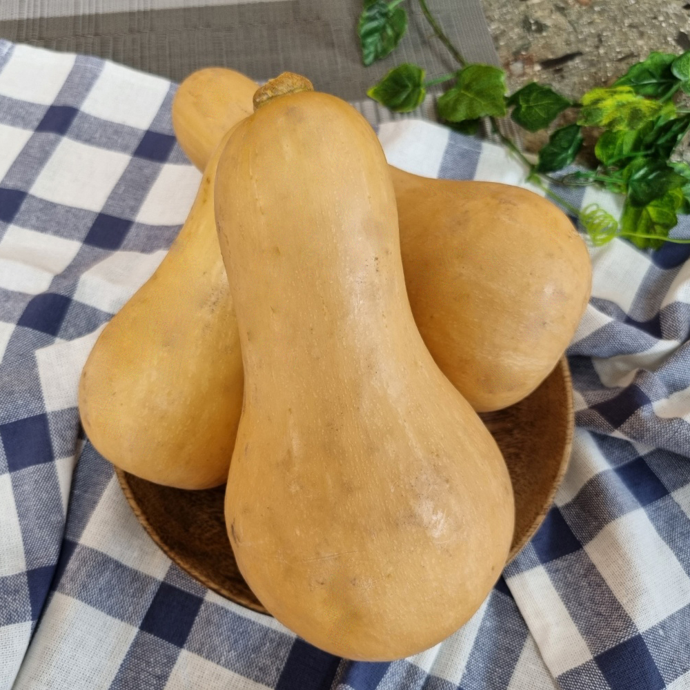 손질이 쉽고 달콤하고 고소한 제주 땅콩호박 1.5kg 3kg 5kg 대표이미지 섬네일