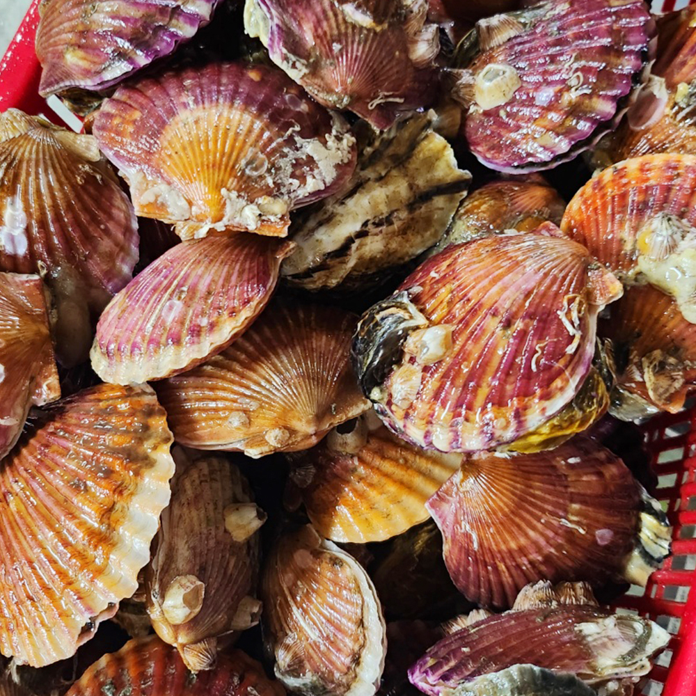 천유작 당일조업 통영 홍가리비 1kg~