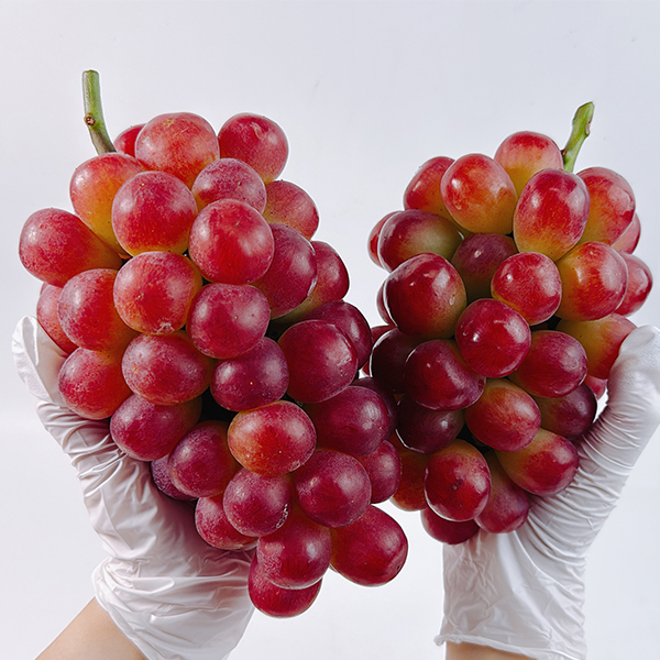 [샤인최고] 레드 샤인머스켓 빨간맛 샤인머스캇 1kg 2kg
