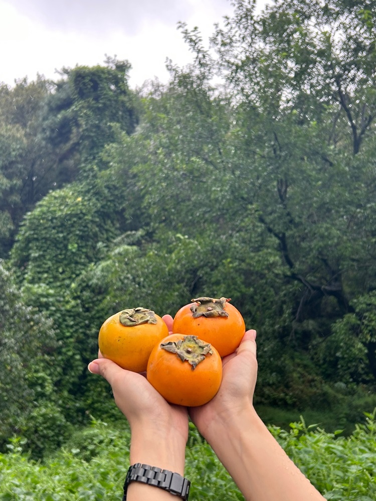 달콤한 청도반시 씨없는 홍시 2.5kg, 5kg