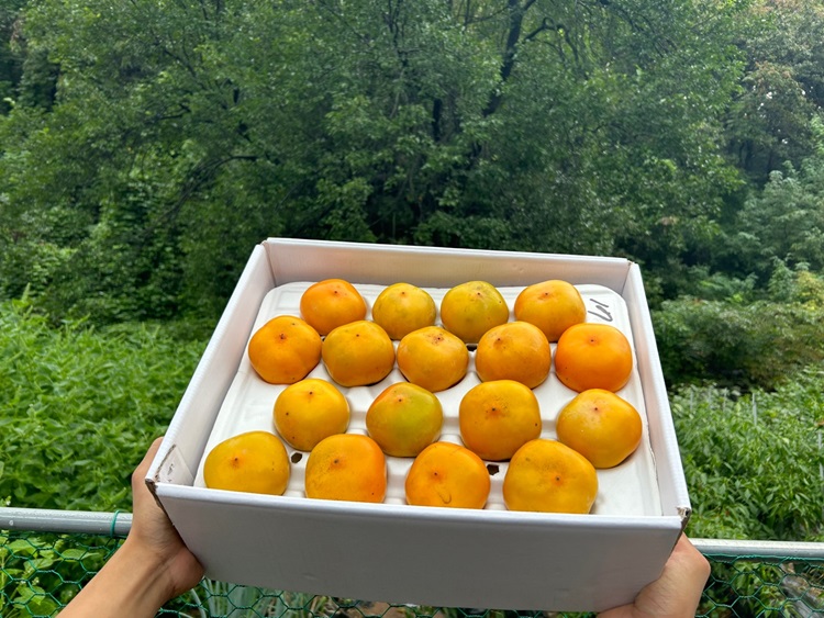달콤한 청도반시 씨없는 홍시 2.5kg, 5kg