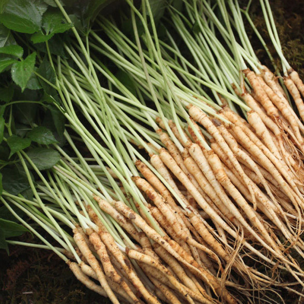 [선물세트] 뿌리부터 잎까지 통째로 먹는 새싹쌈 선물세트 (옵션선택) 대표이미지 섬네일