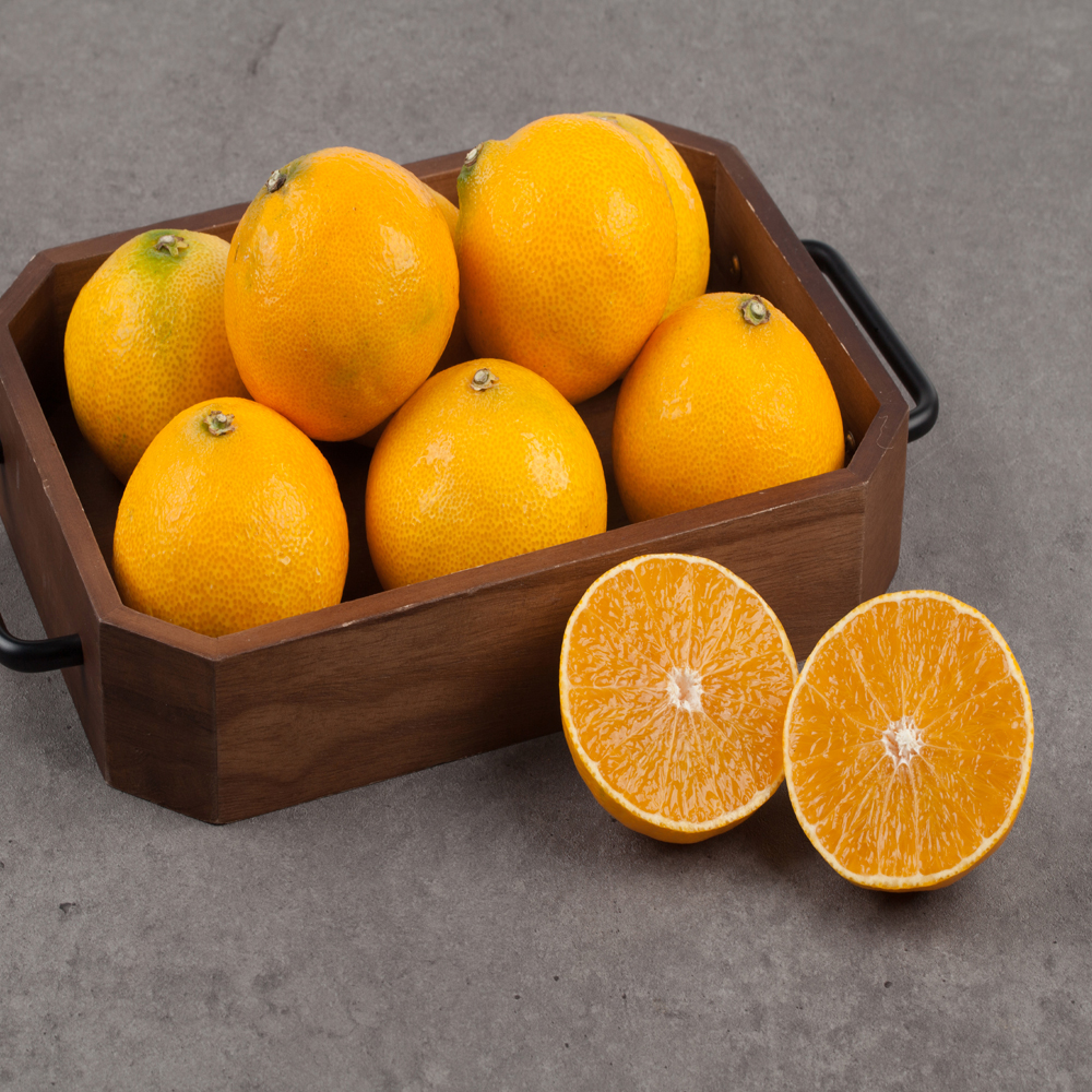 서귀포 산지직송 황금향 선물용 1.5kg 2.5kg 4.5kg 소과 중과 대과 SG 제주 만감류 제철 과일