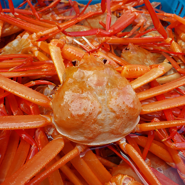 [햇땅] 연지홍게 자숙 찜 포항 구룡포 A급 B급 3kg 제철 홍게