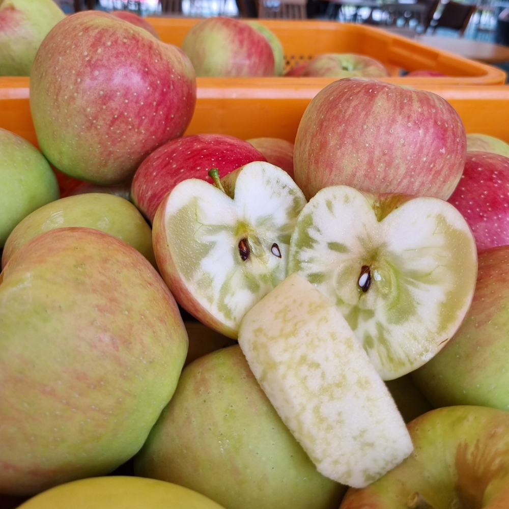 [선물용 최상품] 밀양 얼음골 아삭아삭 꿀사과 5kg 10kg 정품 최상품