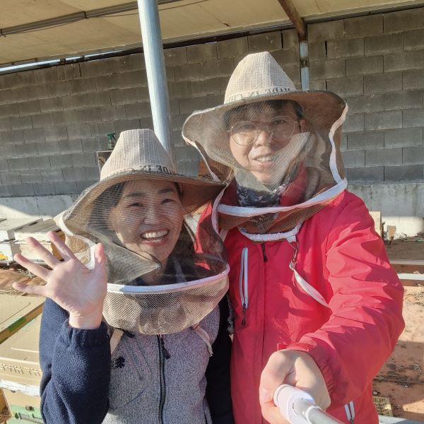 [하이비]청도 천연꿀 스틱 벌크 13g*50ea - 꿀스틱 가정용, 실속형, 건강간식