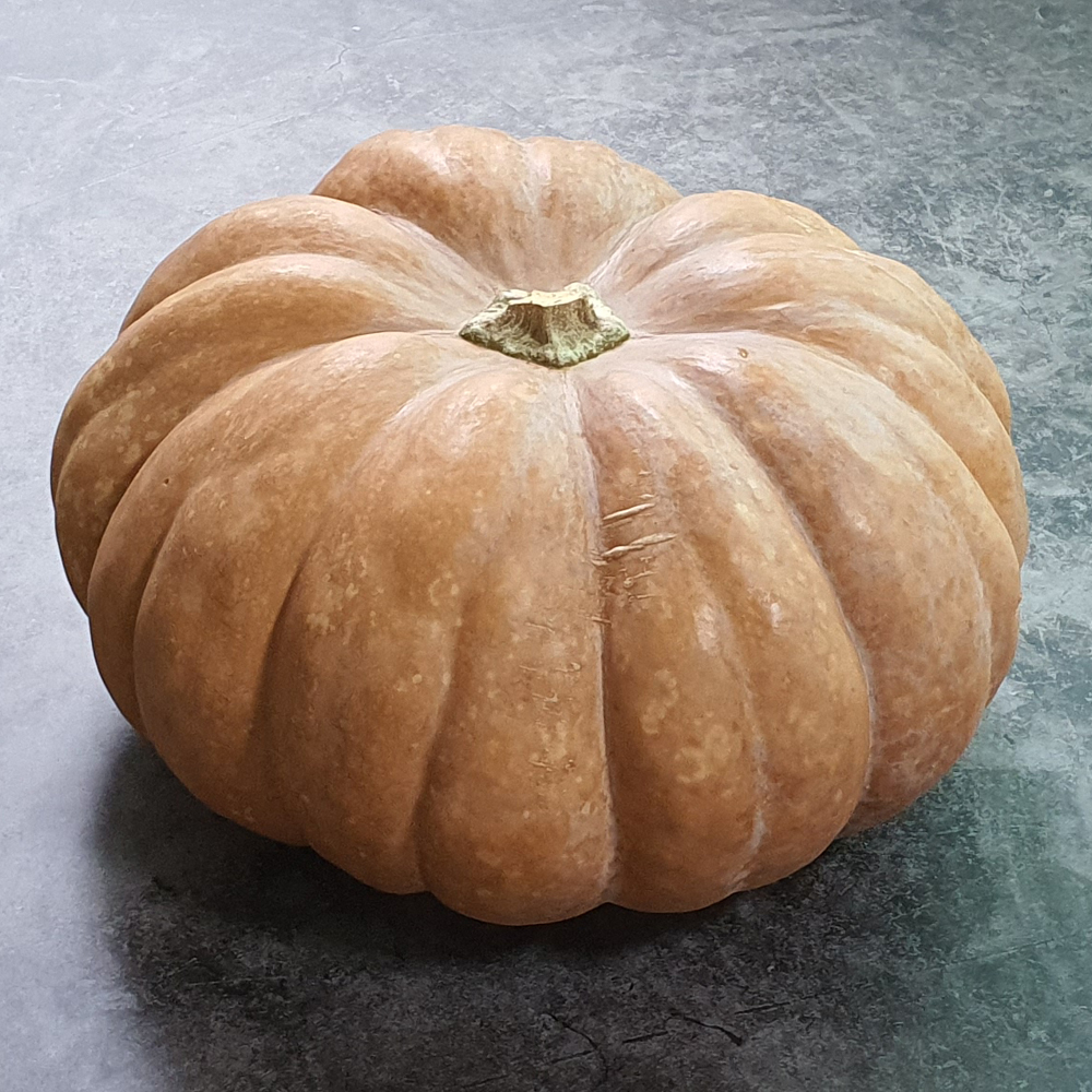 제철 영양 많은 필수 추천 식재료 완숙 늙은호박 3~6kg 대표이미지 섬네일